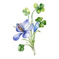 Bunch of shamrock and crocus watercolor illustration isolated on white. Painted green clover and blue flowers. Irish