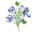 Bunch of shamrock and crocus watercolor illustration isolated on white. Painted green clover and blue flowers. Irish