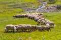 Bunch of sheep are grasing on green grass in mountains. Royalty Free Stock Photo