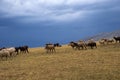 Bunch of sheeps grazing on mountain plateu with rain cloud background.