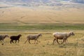 Bunch of sheeps grazing on mountain plateu with rain cloud background.