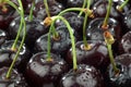 Bunch of shiny fresh black sweet cherries Royalty Free Stock Photo