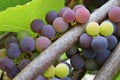 Bunch of Shiraz grapes on vine
