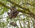 Shoes Hanging from a Tree