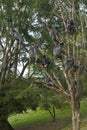 A bunch of silver leaf monkeys Royalty Free Stock Photo