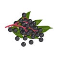 Bunch of small black round elderberry berries with green leaves - vector clipart. Pink stem with ripe black fruit of the Sambucus Royalty Free Stock Photo