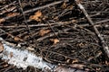 Bunch of small branches on the ground, top view