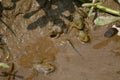 Bunch the small brown frogs melt with clay in the water Royalty Free Stock Photo