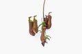 small nepenthes hanging on a white background