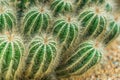 Bunch of Small cactuses in rock garden