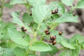 Bunch of small Colorado potato beetle larva