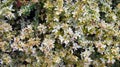 Jasmine Flowers texture background