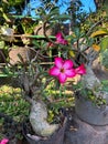 a bunch of small frangipani flowers in a pot with blooming flowers in shades of pink in a garden