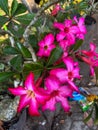 a bunch of small frangipani flowers in a pot with blooming flowers in shades of pink in a garden