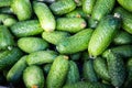 Bunch of small fresh cucumbers in basked Royalty Free Stock Photo