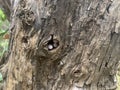 Bunch of small Gecko eggs in a tree trunk hole