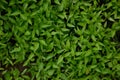 Bunch the small green chilly plants soil heaps in the farm Royalty Free Stock Photo