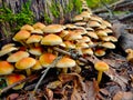 A bunch of small mushrooms growing on a treestump