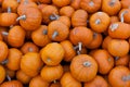 Bunch of small orange pumpkins