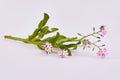 Bunch of small pink forget me not flowers scorpion grasses, Myosotis Royalty Free Stock Photo