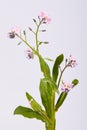 Bunch of small pink forget me not flowers scorpion grasses, Myosotis