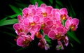 Bunch of small pink phalaenopsis orchids