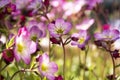 Bunch of small pink Saxifraga bryoides