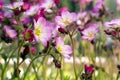 Bunch of small pink Saxifraga bryoides