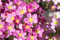 Bunch of small pink Saxifraga bryoides