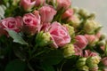 Bunch of small pink and yellow small roses on brick background Royalty Free Stock Photo