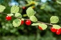 Bunch of red wild berries growing on the branch in the forest Royalty Free Stock Photo