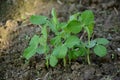 Bunch the small ripe green peas plant seedlings in the garden Royalty Free Stock Photo