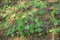 Bunch the l ripe green peas plant seedlings in the garden Royalty Free Stock Photo