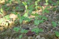 Bunch of small ripe green peas plant seedlings in the garden Royalty Free Stock Photo