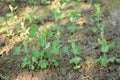 Bunch of small ripe green peas plant seedlings in the garden Royalty Free Stock Photo