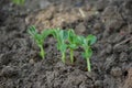 Bunch the small ripe green peas plant seedlings in the garden Royalty Free Stock Photo