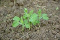 Bunch the small ripe green peas plant seedlings in the garden Royalty Free Stock Photo