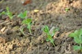 Bunch the small ripe green peas plant seedlings in the garden Royalty Free Stock Photo