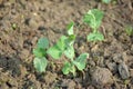 Bunch the small ripe green peas plant seedlings in the garden Royalty Free Stock Photo