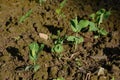 Bunch the small ripe green peas plant seedlings in the garden Royalty Free Stock Photo