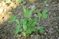 Bunch the small ripe green peas plant seedlings in the garden Royalty Free Stock Photo