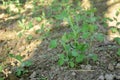 Bunch the small ripe green peas plant seedlings in the garden Royalty Free Stock Photo