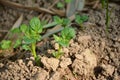 Bunch the small ripe green potato plant seedlings in the garden