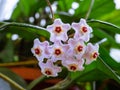 Bunch of small star shaped flowers of Hoya Carnosa