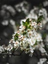 Bunch of small white flowers clumped together on a branch Royalty Free Stock Photo