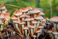 Bunch of small white mushrooms with red hats growing between grass Royalty Free Stock Photo