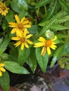 Yellow Broadleaf arnica, arnica latifolia Royalty Free Stock Photo