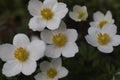 a bunch of Snowdrop anemone flowers