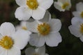 a bunch of Snowdrop anemone flowers