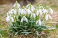 Bunch Snowdrop